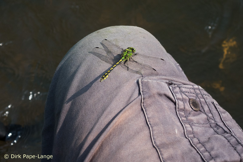 Grüne Flussjungfer